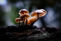 Mushrooms Speulder Forest - Ermelo