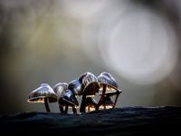 Mushrooms - Speulder Forest - Ermelo