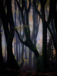 Speulder forest - Ermelo