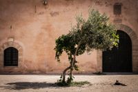 Tree - Morocco