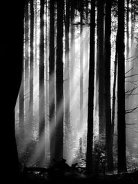 Speulder Forest - Ermelo