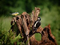 Spotted Woodpecker and Great Tit (birdhouse)