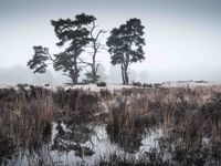 Bleach-Soesterduinen-06