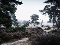 Bleach-Soesterduinen-08