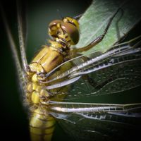 Libelle-Meinerswijk-EddyWestdijk