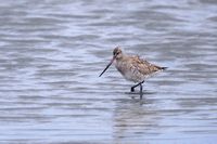 Bar-tailed Godwit