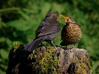 Blackbirds (birdhouse)