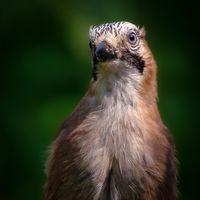 Flemish Jay (birdhouse)