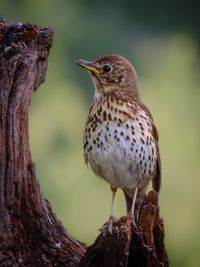 Thrush (birdhouse)