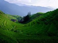 Longji - China - Rice fields