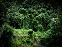 View from Levada