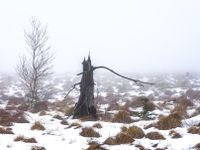 DeadTree-2