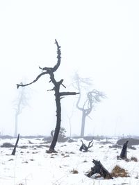 DeadTree-3