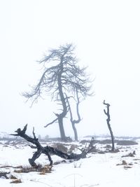 DeadTree-4