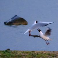 Texel-Kokmeeuw-Serie-004