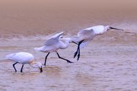 Texel-Lepelaar-Serie-004